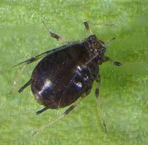 uploads/images/pest/banana aphids.jpg